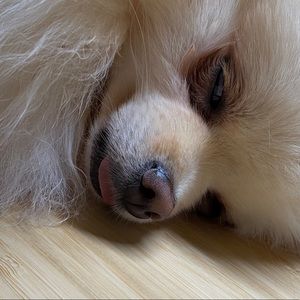 Meet your Posher, Cody